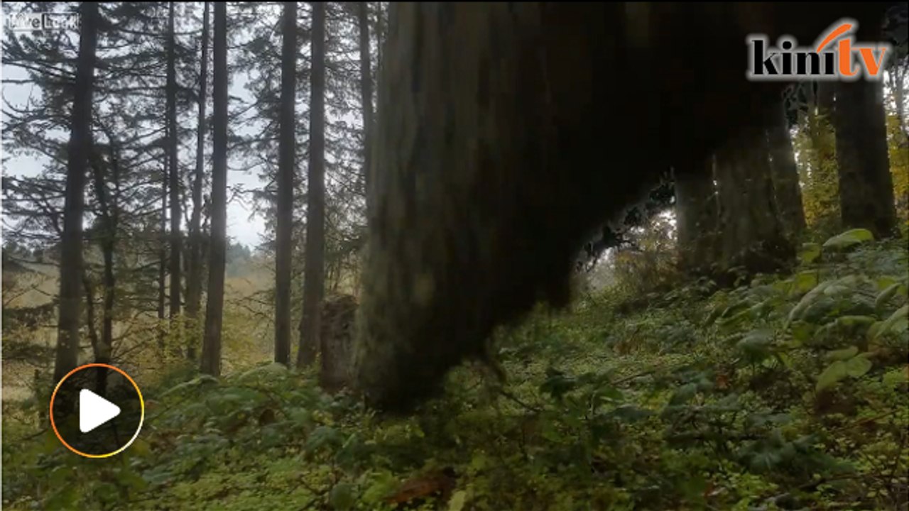 Falling tree almost crushes man's new Note 8