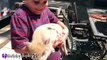 REAL SURPRISE Snorting PIGS! Horse   Farm Animals - Sheep and Goats Making