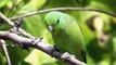 Beautiful Wildlife videos - World Beautiful Birds And Animal