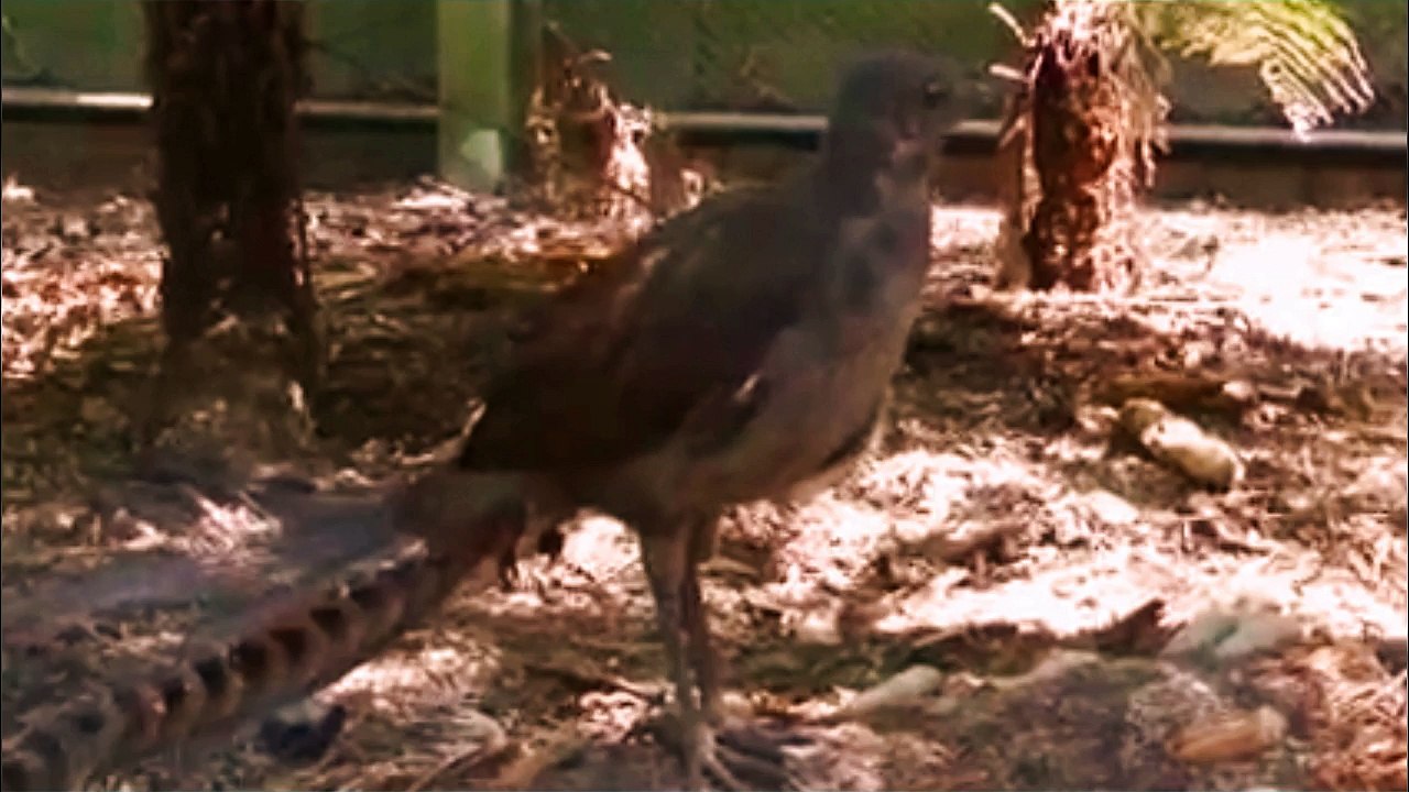 Best Songbird From Lyrebird -  Lyrebird song