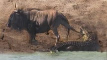 crocodile attacks wildebeest video