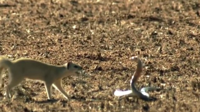snake vs mongoose fight to death Mongoose Attack and killing Black Mamba Snake - amazing animal fighting scense