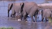 elephants crossing Crocodile River , South Africa