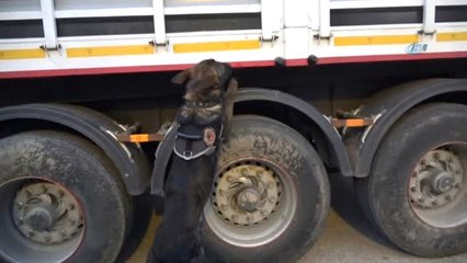 Gaziantep'te 13 Bin 500 Paket Gümrük Kaçağı Sigara Yakalandı