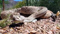 rattlesnake vs rattlesnake - two rattlesnake try kills and eating another rattlesnake