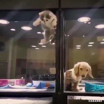 Quand un chaton vient en aide à un chiot pour qu'il puisse s'echapper... Scène adorable