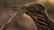 roadrunners hunting and eating rattlesnake -  Amazing Snake Vs Birds Fighting video