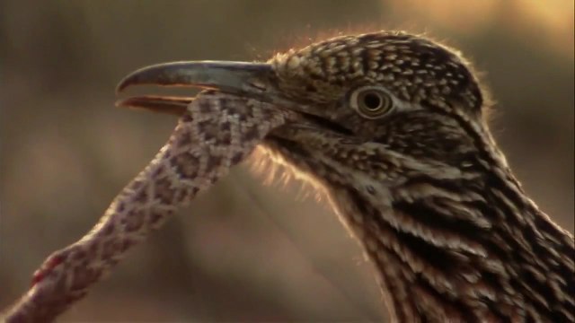 roadrunners hunting and eating rattlesnake - Amazing Snake Vs Birds Fighting video