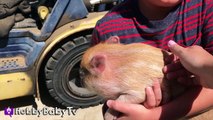 REAL SURPRISE Snorting PIGS! Horse   Farm Animals - Sheep and Goats Making Noi
