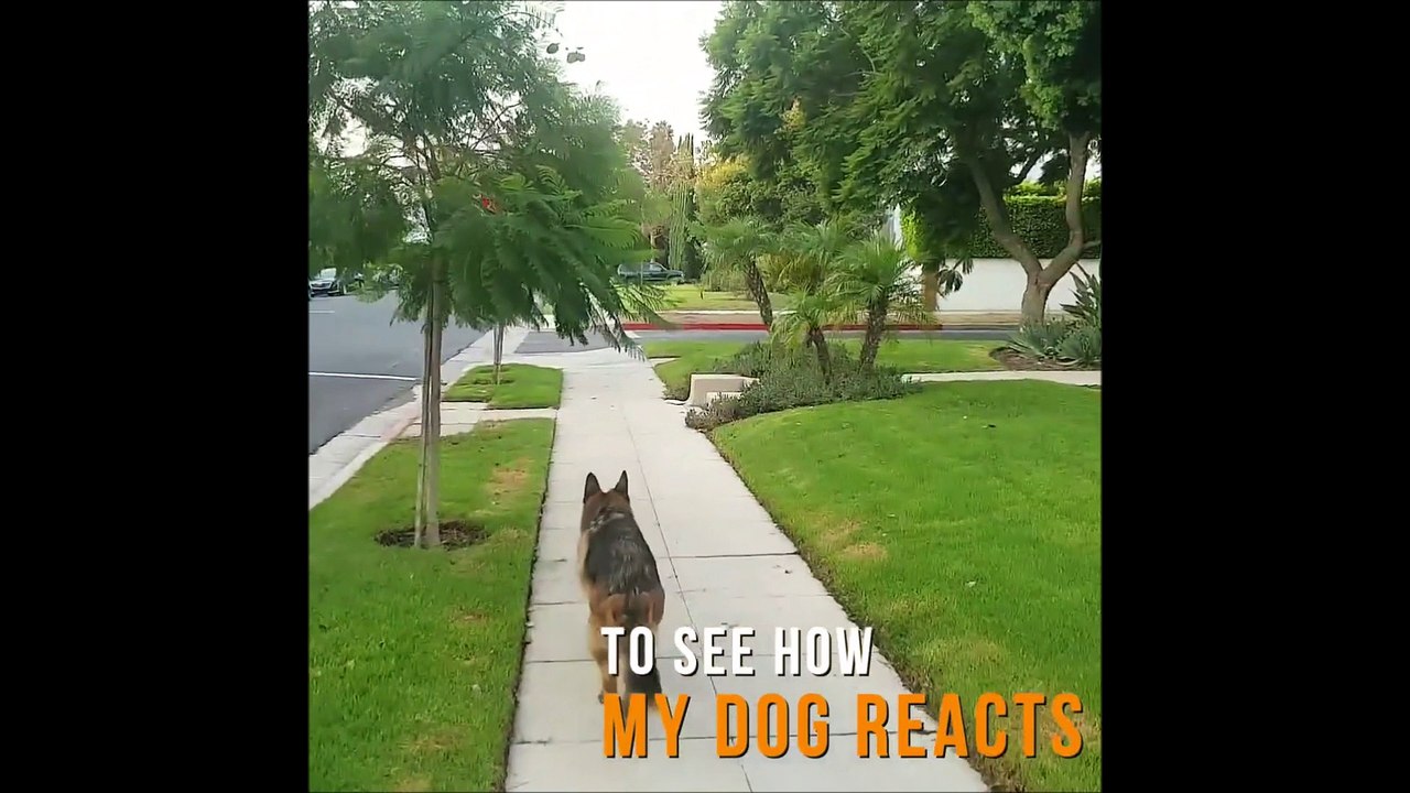 Il se cache pour filmer l'adorable réaction de son berger allemand lorsqu'il se rend compte qu'il est seul