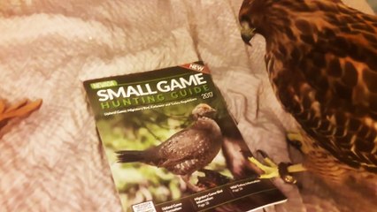 Buse vs Photos d'animaux