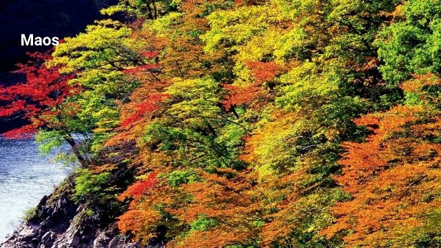 [Japan Travel] MOMIJI AUTUMN LEAVES JAPAN