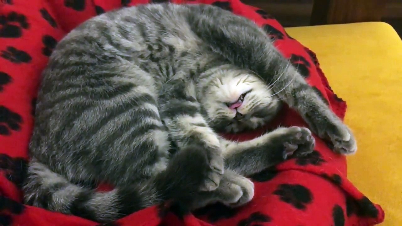 Ce chat "boit" de l'eau en dormant ! Regardez sa bouche !