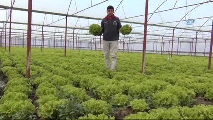 Marul Tarlada 60 Kuruş, Pazarda 3 Lira