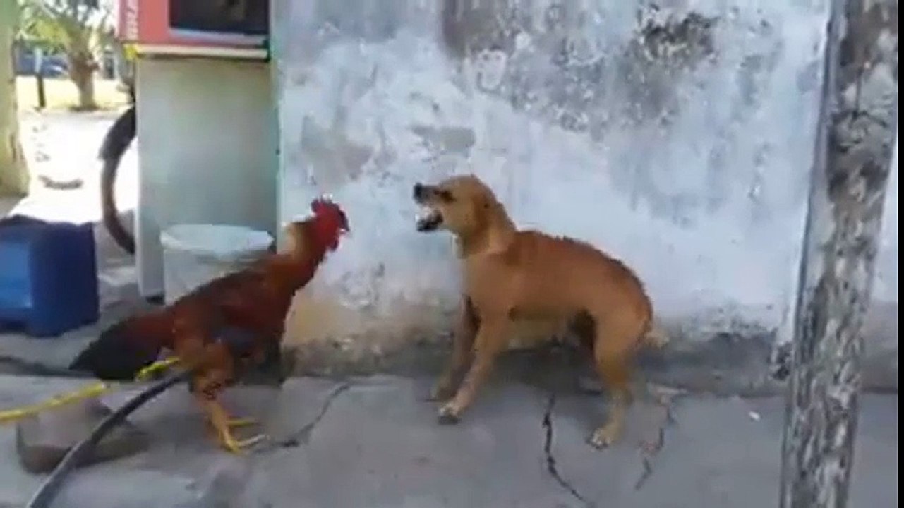 Funny and amazing  great animals.
