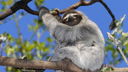 Bichos-preguiça sofrem com a perda de habitat