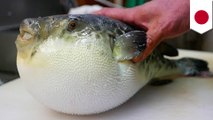 Japanese grocery accidentally sells poisonous blowfish meat