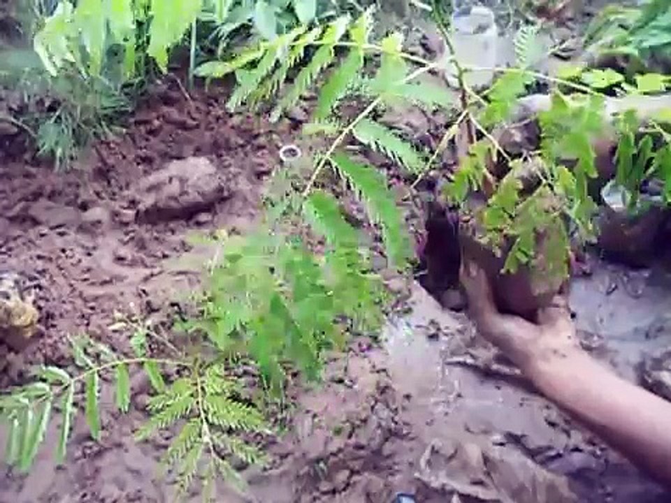 How to grow a Royal Poinciana as a Bonsai - Gulmohar