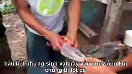ĐỪNG DÙNG ĐỒ DÙNG BẰNG DA THÚ NỮA CÁC BẠN NHÉ TỘI NGHIỆP QUÁ NAM MÔ A DI ĐÀ PHẬT
