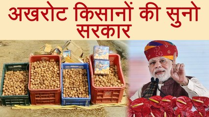 Srinagar Walnut Sellers की Problem सुनो Modi Govt, मत करो Import | वनइंडिया हिन्दी