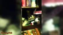 'Sneaky' Cats Stealing Stuff Compilation