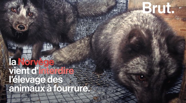 La Norvège interdit l'élevage d'animaux à fourrure