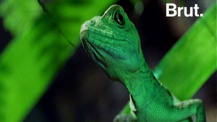 Le "lézard Jésus" peut courir sur l'eau