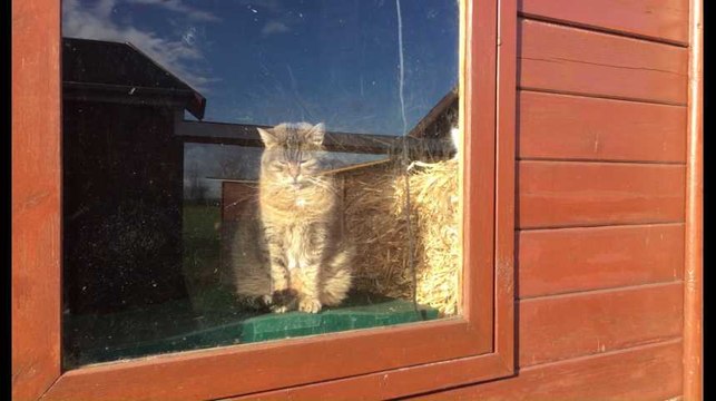 Chiens et chats ont aussi leur home et vivent heureux