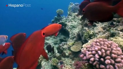 Declive de población de tiburones puede cambiar la fisonomía de los peces