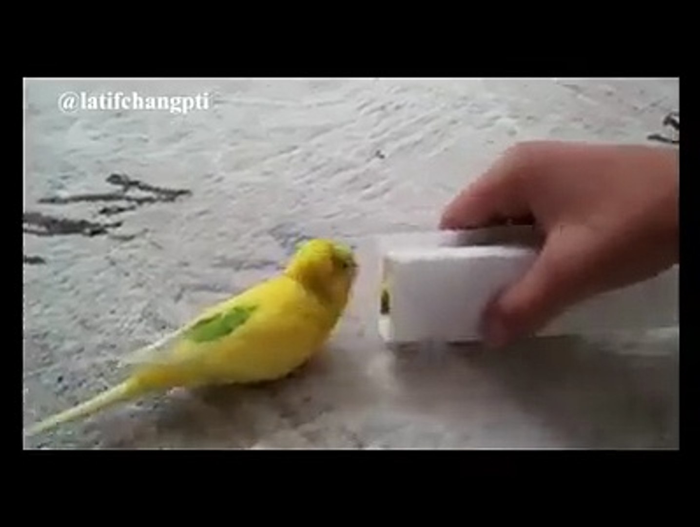 Love Story Birds