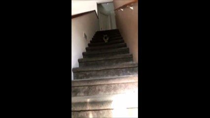 Un mignon petit chiot se rétame complètement dans l'escalier
