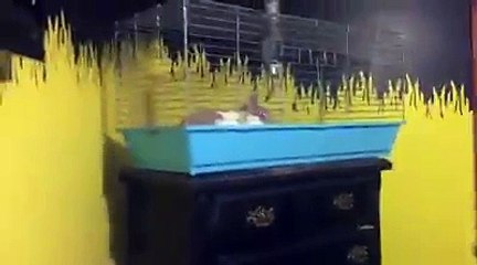 Dog must say goodnight to bunny before going to bed