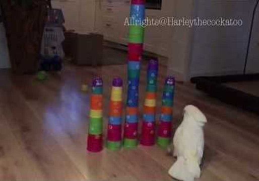 Harley the Cockatoo Kicks Toy Tower Over in Kitchen