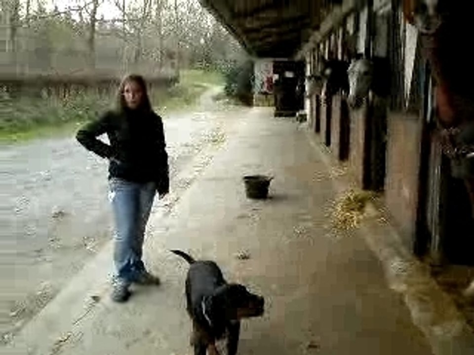 Boston et les chevaux (6)