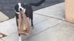 Border Collie Rescue Helps Owner With The Groceries