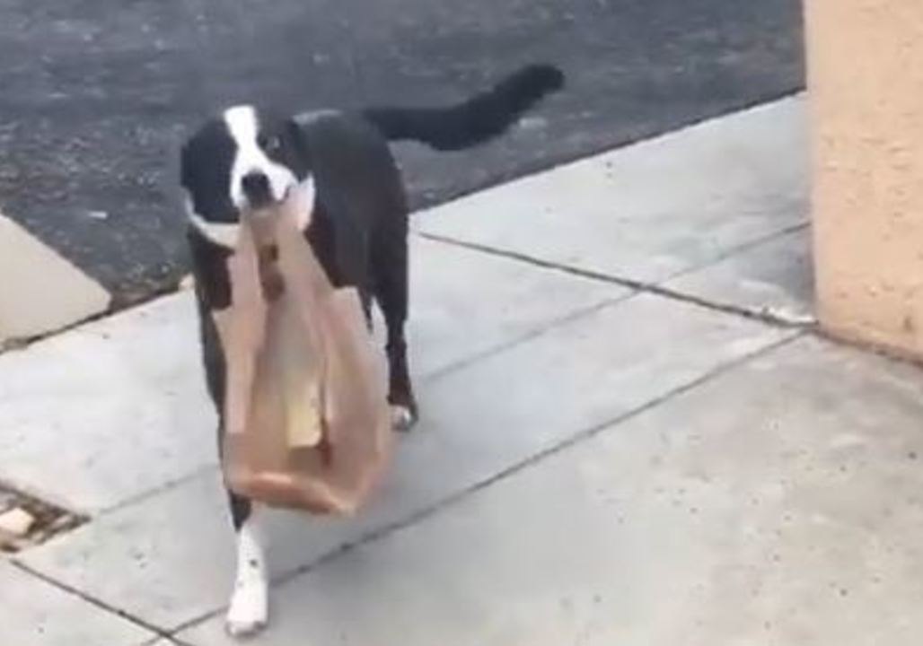 Border Collie Rescue Helps Owner With The Groceries