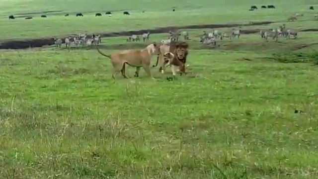 Quand un chien se met à attaquer des lions
