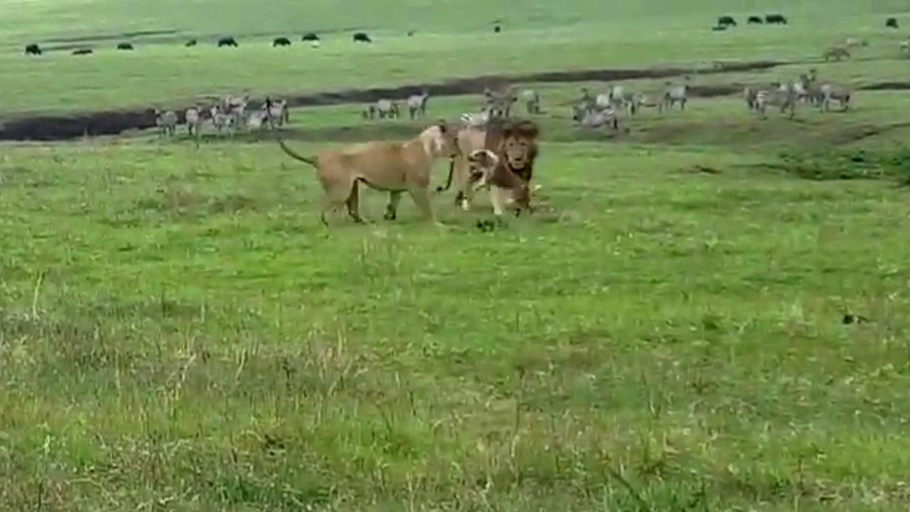 Quand un chien se met à attaquer des lions