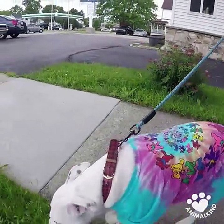 Woman Adopts A Dog In Need – His ‘Foul’ Odor Leads Her To Call The Cops