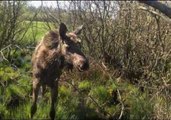 Wild Moose Gets Close Up on Swedish Logger's Phone