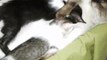 Filhotes de gato recebem cuidados do pai após morte da mãe