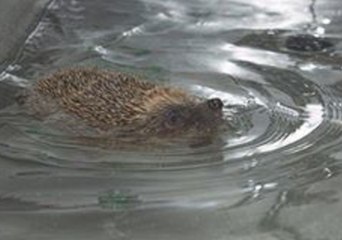 Phelps the Hedgehog Undergoes Hydrotherapy to Become as Strong as His Namesake
