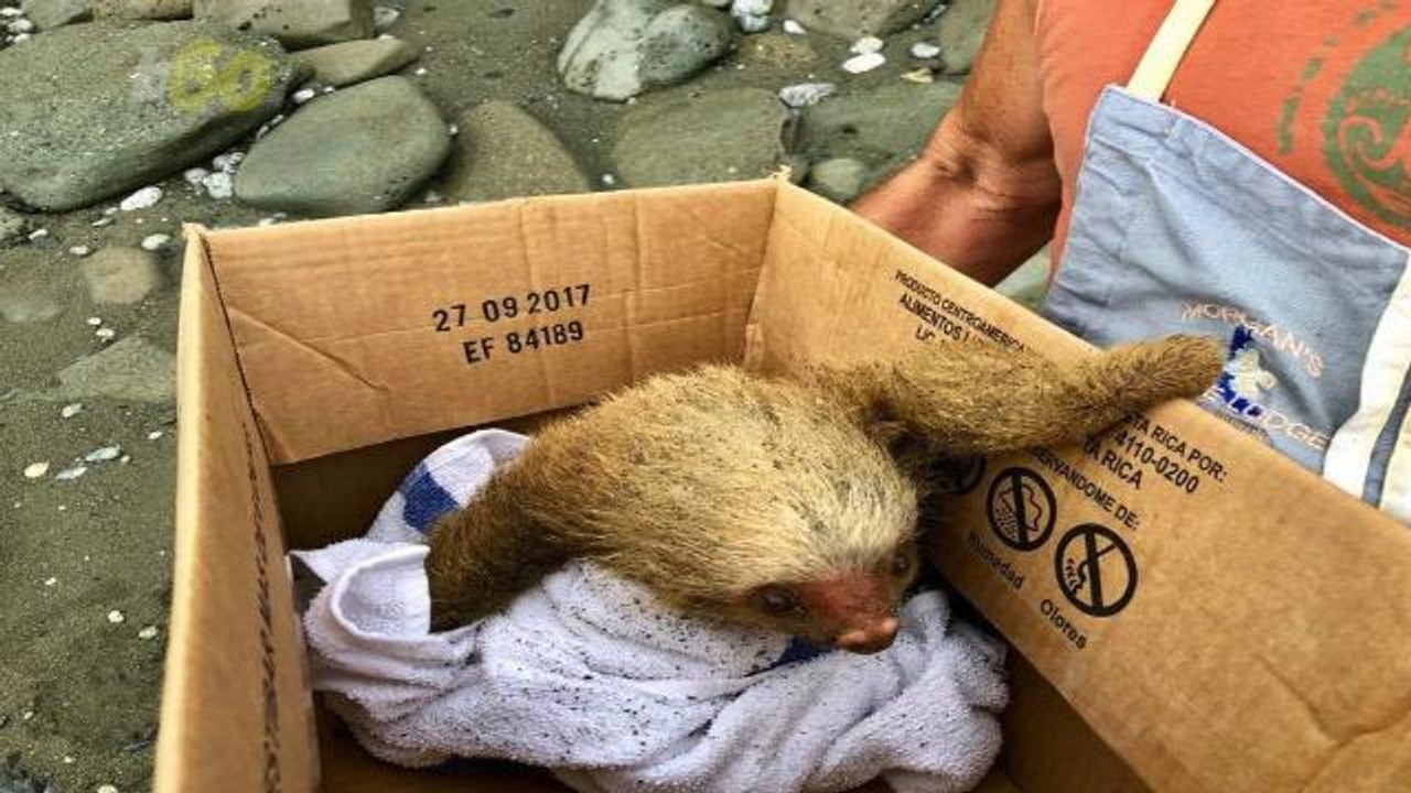 A Sloth Was Rescued On A Beach In Costa Rica By A Man From Ohio
