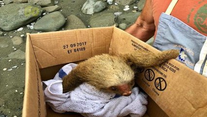 A Sloth Was Rescued On A Beach In Costa Rica By A Man From Ohio