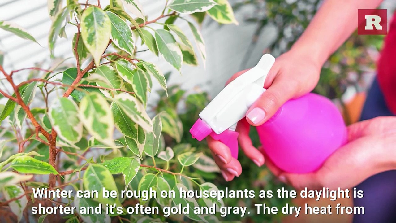 How to keep your houseplants alive during winter | Rare Life