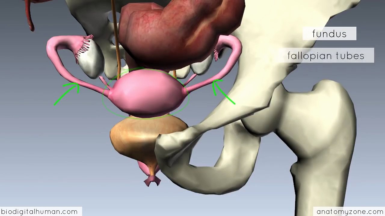 Introduction to Female Reproductive Anatomy - 3D Anatomy Tutorial