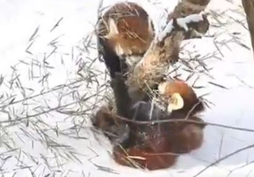 Cincinnati Zoo's Red Pandas Frolic in the Snow
