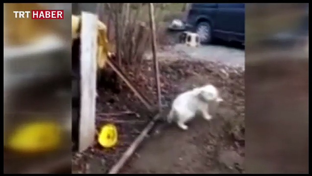 Giresun'da sevimli köpek kemençe sesini duyunca horon oynuyor