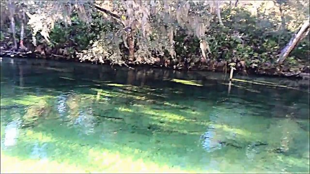Manatees at Blue Springs 2014