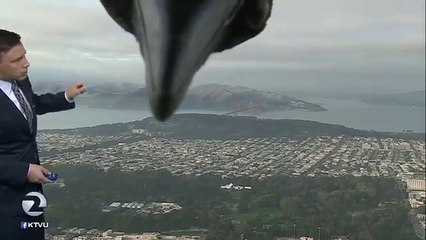 Un corbeau vient pourrir le direct de ce présentateur météo... Videobomb génial